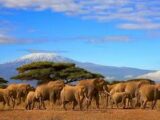 Tanzania tra Natura e Wildlife in 5 giorni