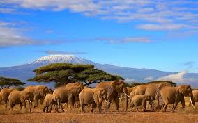 Tanzania tra Natura e Wildlife in 5 giorni